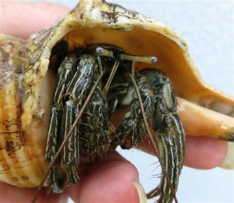 Thin Striped Hermit Crab Project Noah