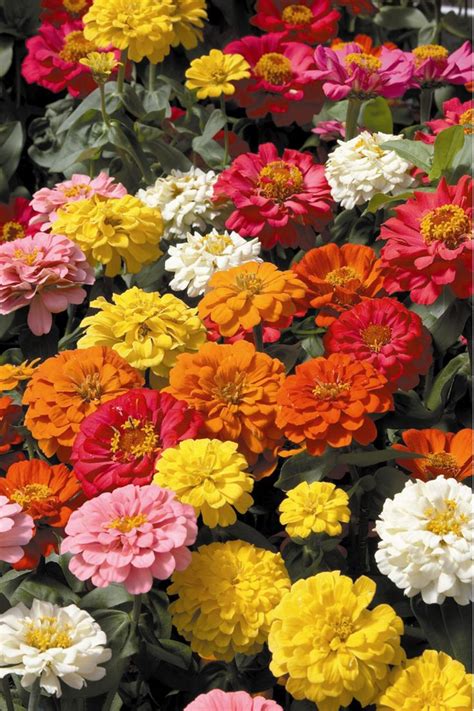 Edible Zinnias How To Grow And Cook Flower Seeds Zinnia Flowers Plants