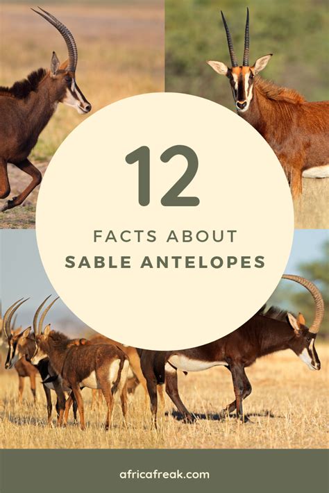 Sable Antelope 12 Facts About Africas Most Majestic Antelope