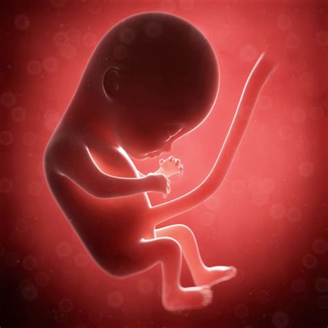 4th Month Of Pregnancy Symptoms And Fetal Development Styles At Life