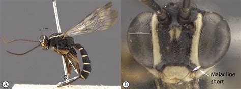 Key To Species Of Afrotropical Lycorininae Waspweb