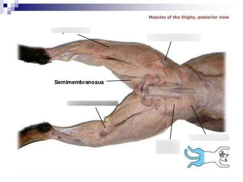 Cat Leg Muscle Anatomy