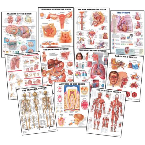 Educational Anatomy Charts Set Of 11 Health Edco