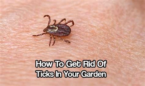 How To Get Rid Of Ticks In Your Garden Shtf Prepping And Homesteading