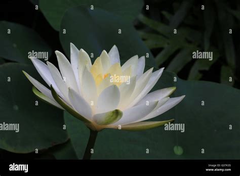 Yellow Water Lily Flower Stock Photo Alamy