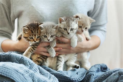 How Many Litters Can A Cat Have Before It Dies Cat Lovster