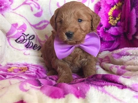 Goldendoodle (Miniature) puppy for sale in EAST EARL, PA ...