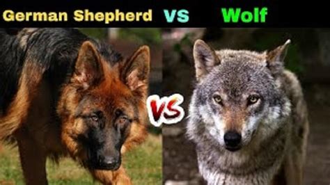 German Shepherd Vs Wolf About German Shpherd