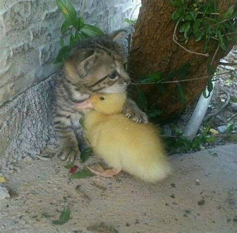 Kitten Hugging Duckling Aww