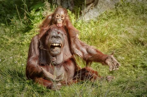 Apes Animals Baby Animals Orangutans Wallpapers Hd