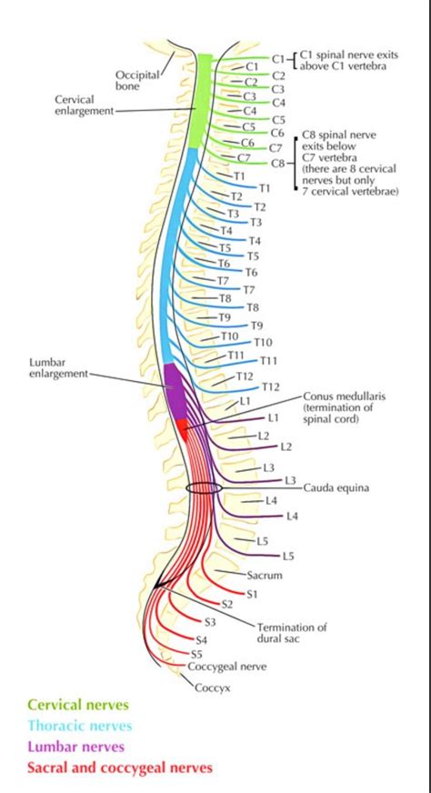 Lumbar Nerves Anatomy