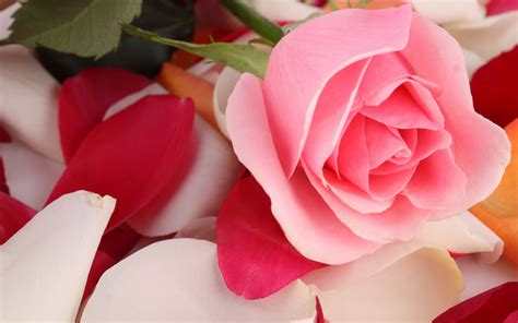 20 Wallpaper Flower Pink Rose Galeri Bunga Hd