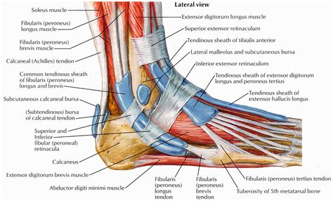 If you're hit with a muscle cramp, it will get your attention right away. anatomy of foot an ankle with tendons and sheaths | Ankle ...