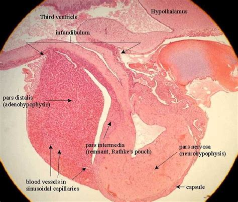 Pituitary Histology Labeled Here Is A Labeled 40x Viewof The