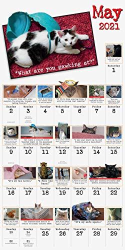 Bad Cat Wall Calendar 2021 Pricepulse