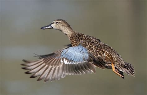 Blue Winged Teal Teal Duck Blue Winged Teal Bird Hunting Blue Wings