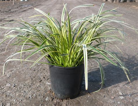 Liriope Muscari ‘silver Sunproof T Y Nursery