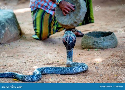 Juegos Del Encantador De Serpiente Con La Cobra India Foto De Archivo