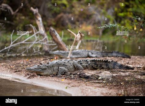 American Crocodile At Saltlake Lago Enriquillo Crocodylus Acutus Isla