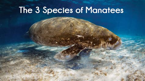 The 3 Species Of Manatees Captain Mikes