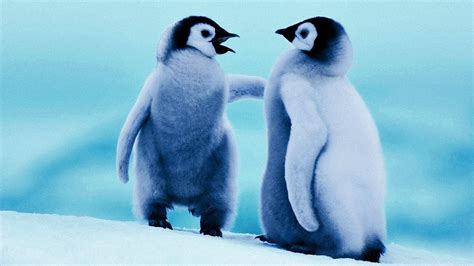 Cute Baby Penguin Wallpapers Top Free Cute Baby Penguin Backgrounds