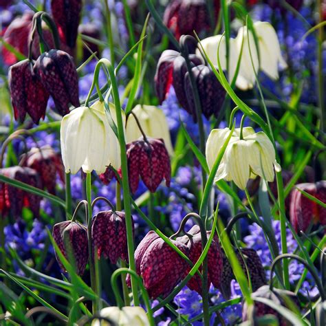Fritillaria Meleagris Mix Purple And White Checkered Lily Bulbs Mix