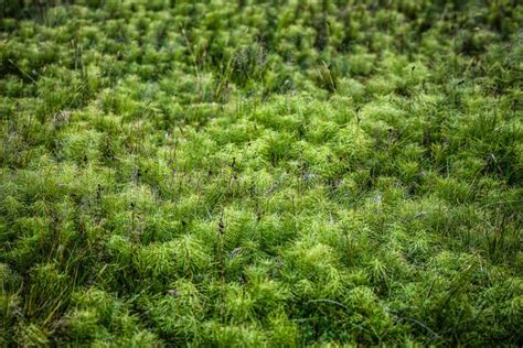 Fluffy Green Moss In Iceland Stock Photo Image Of Grow Environment