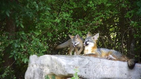 Mama Fox With Her 2 Month Old Pups Playing On The Rocks Texas