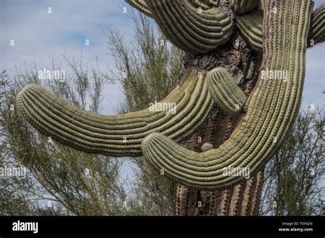 Saguaro Cactus Carnegiea Gigantea In The Sonoran Desert At Organ Pipe