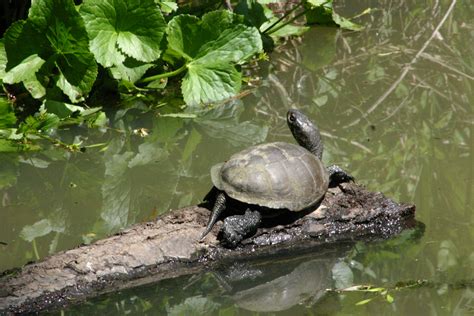 Enquête Cistude d Europe en Vienne Vienne Nature