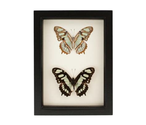 Framed Nature Collection Framed Malachite Butterfly Bug Under Glass