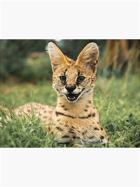 Balmain Tigers Qute Tiger Sticker For Sale By Shahdesigner Redbubble