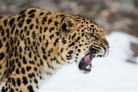 Amur Leopard Animal Facts Panthera Pardus Orientalis Az Animals
