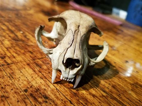 Found Small Skull In Mississauga Ontario What Animal Is This R