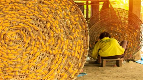 How Is Silk Produced From Silkworms Worldatlas