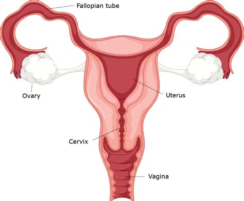 Draw A Labelled Diagram Of The Human Femalereproductive System