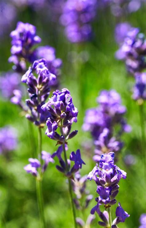 Buy Seeds Lavender Vera Seeds Shop Now Lavandula