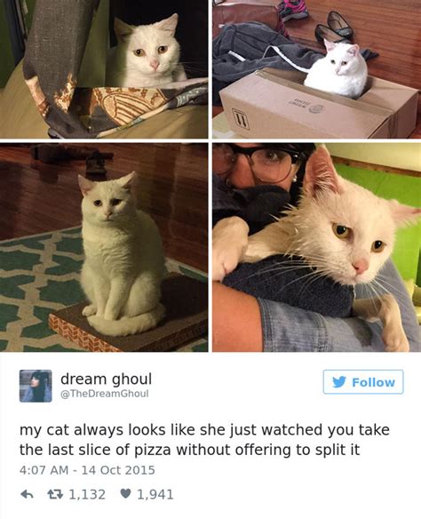 25 Hilarious Cat Tweets To Brighten Your Day Meowingtons