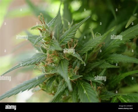 Female Cannabis Plant Hi Res Stock Photography And Images Alamy