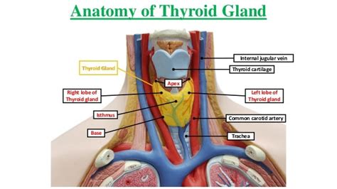 Anatomy Anatomy Of Thyroid Gland