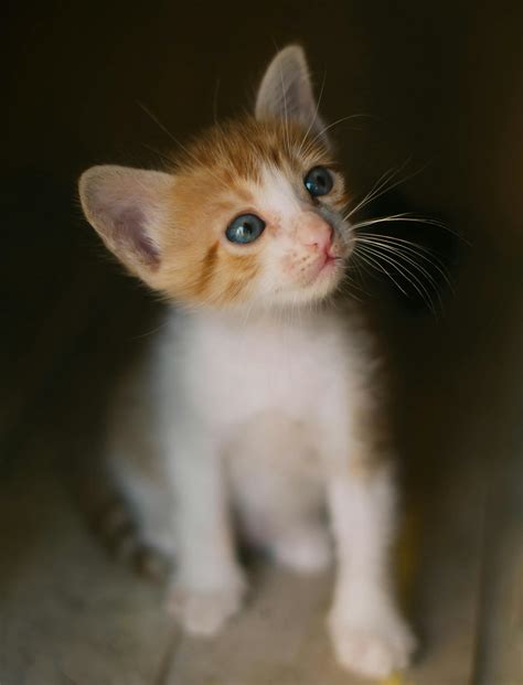 White And Orange Kitten · Free Stock Photo