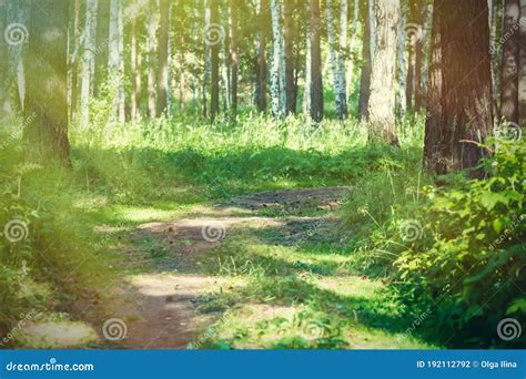 Footpath In The Summer Forest Sunny Day Nature Stock Photo Image Of