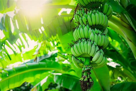 Banana Farm Stock Photos Images And Backgrounds For Free Download
