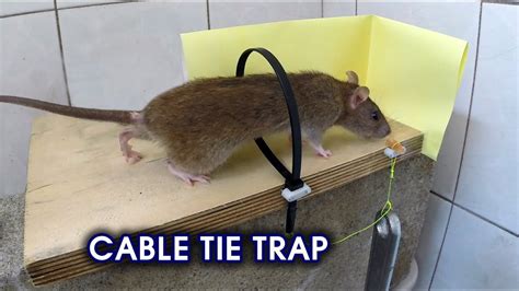 Cable Tie Ratmouse Trap Youtube