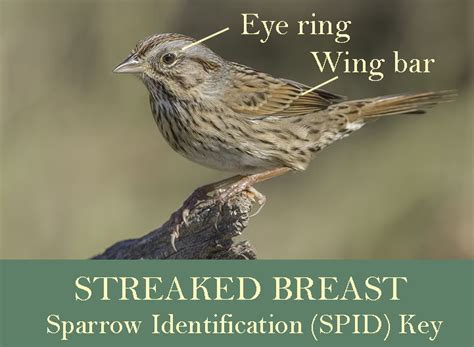 SPID Key Streaked Breast