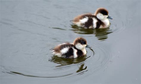 Spring Ducklings At The Pond Stock Image Image Of Animals Beak