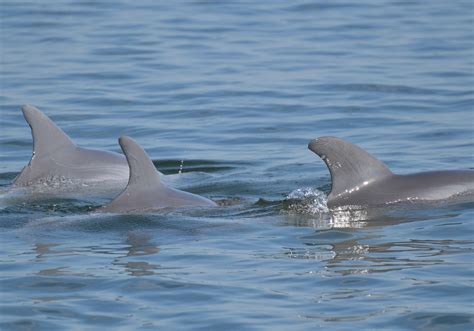 Sarasota Dolphin Research Program Monitoring Piney Point Effects
