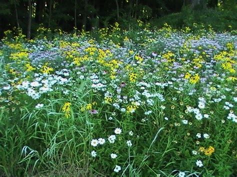 A Sea Of Native Indiana Wildflowers Wild Flowers Free Beauty