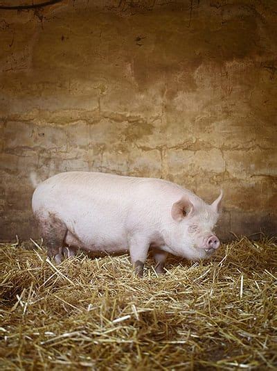 A Pig Is Standing In Hay Next To A Brick Wall