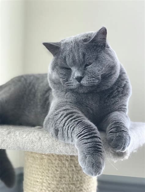 Breeders The British Shorthair Cat Club